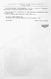 Septotis populiperda image